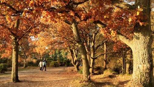A couple of people walking in the woodland at Frensham Little Pond in Surrey with orange autumn leaves surrounding them